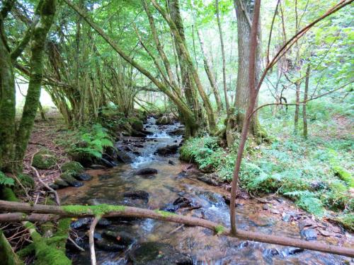 75.-Flowing-below-Stolford-Wood-2