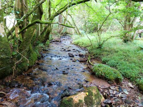 78.-Flowing-below-Stolford-Wood-2