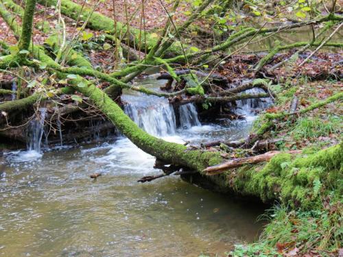 8.-Downstream-from-Venn-Railway-Culvert-14