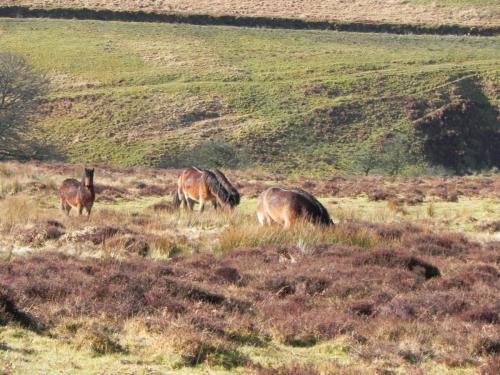 8.-Exmoor-Ponies-above-Hoaroak-Water