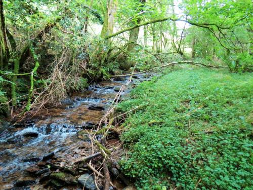 81.-Flowing-below-Stolford-Wood-2