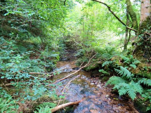 83.-Flowing-below-Stolford-Wood-2