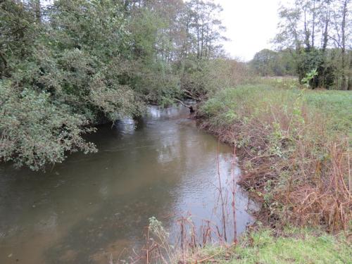 9.-Downstream-from-Wellisford-Manor-Farm-accommodation-bridge-2