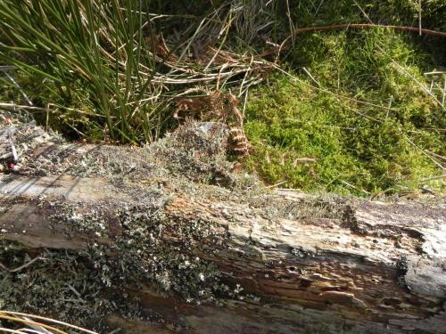 9.-Lichen-on-log-below-Simonsbath