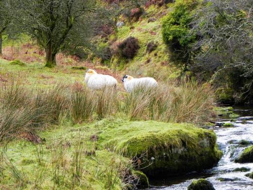 9.-Sheep-above-Weir-Water-2