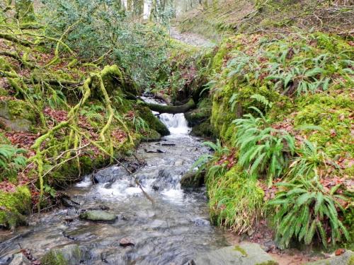 9.-Tributary-stream-joins-near-Hinam-Farm-2