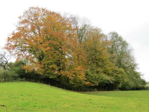 Autumn-colours-by-River-Tone-Wellisford-2