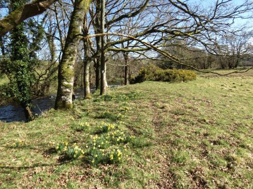 Daffodils-River-Barle-1