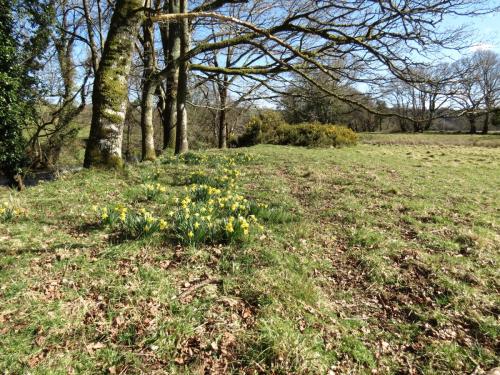 Daffodils-River-Barle-2