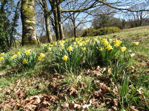 Daffodils-River-Barle-3