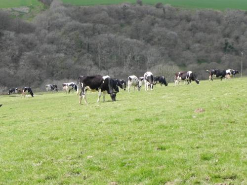 Dairy-Cattle-above-River-Heddon-2
