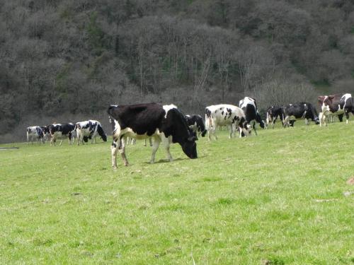 Dairy-Cattle-above-River-Heddon-3