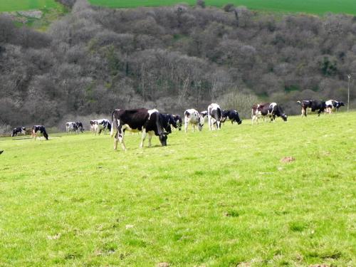 Dairy-Cattle-above-River-Heddon-4