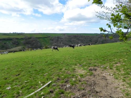 Dairy-Cattle-above-River-Heddon-5