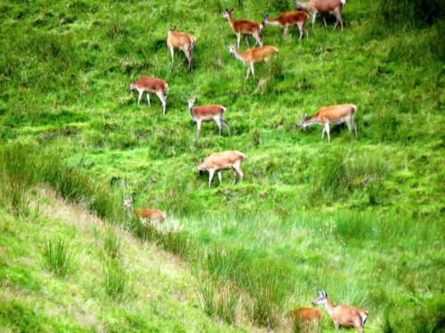Deer-Long-Chains-Combe-5