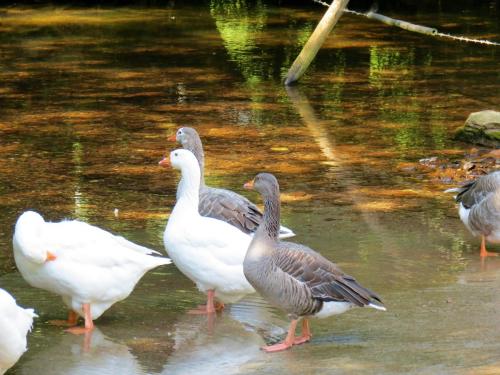 Ducks-on-Bulland-Ford-10