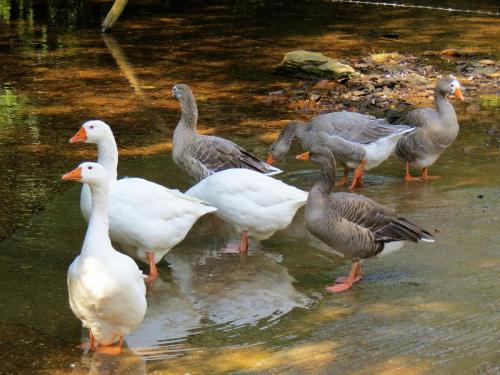 Ducks-on-Bulland-Ford-11