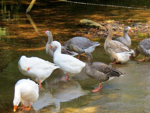 Ducks-on-Bulland-Ford-13