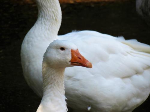 Ducks-on-Bulland-Ford-14