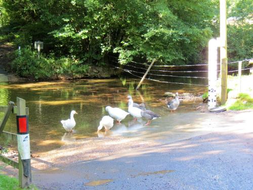 Ducks-on-Bulland-Ford-9