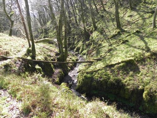 Flowing-down-Shillett-Combe-4