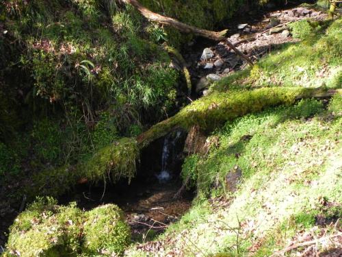 Flowing-down-Shillett-Combe-6