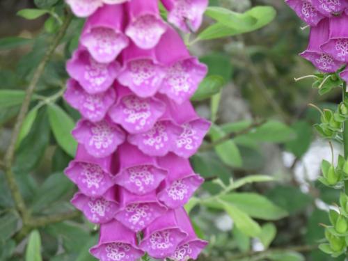 Foxglove-River-Barle