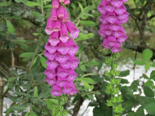 Foxglove-by-the-Barle-June-2016-2