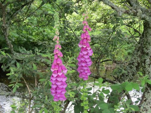 Foxglove-by-the-Barle-June-2016