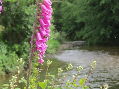 Foxglove-with-bee-by-the-Barle-June-2016