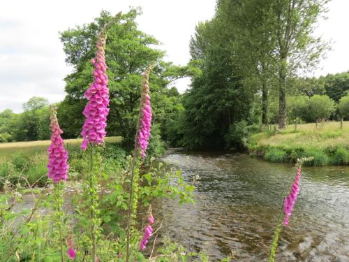 Foxgloves-at-the-Exe-and-Barle-join-June-2016