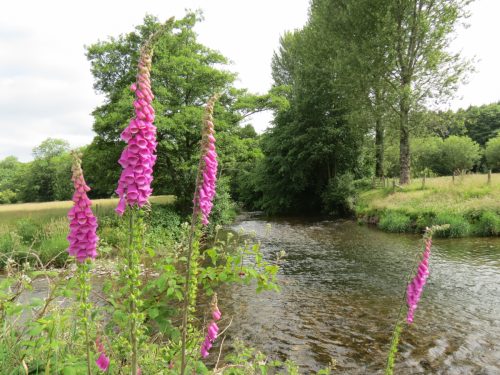 Foxgloves-at-the-Exe-and-Barle-join-June-2016