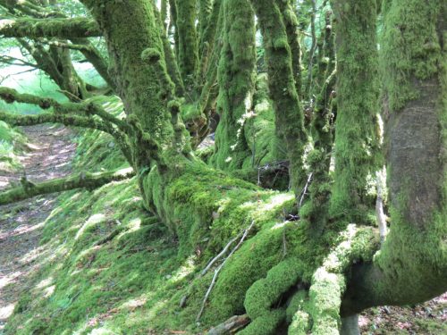 Green-Moss-River-Exe