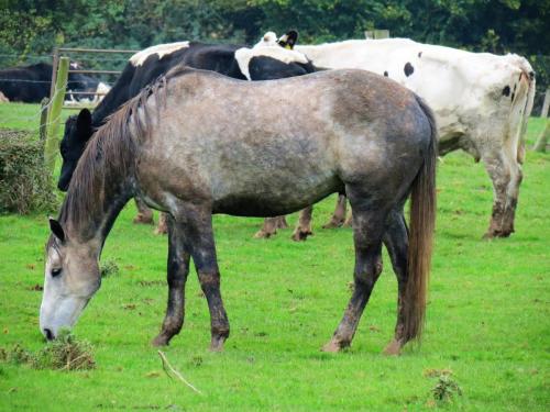 Grey-Mare-near-Trefusis-Farm-6