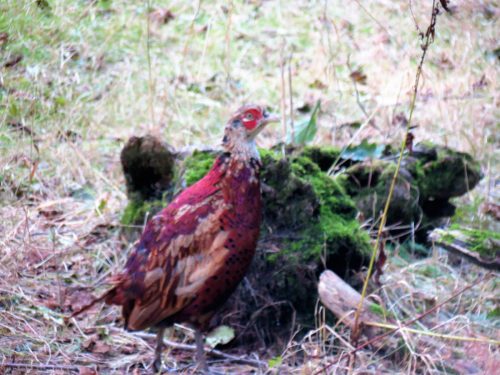 Haddeo-Valley-75