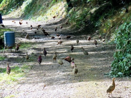 Haddeo-Valley-79