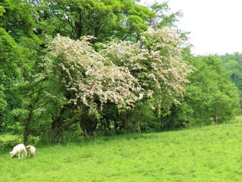 Hawthorn-River-Barle-3