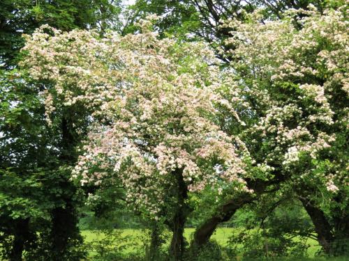 Hawthorn-River-Barle-4