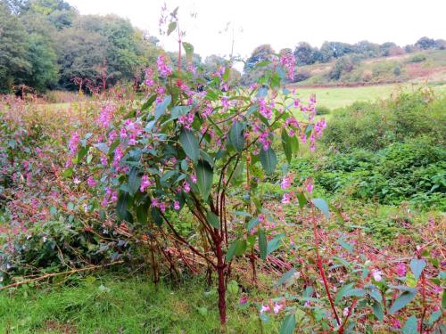 Himalayan-Balsam-upstream-from-Greenham-Bridge-3