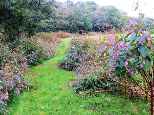 Himalayan-Balsam-upstream-from-Greenham-Bridge-4