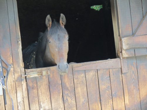Horses-River-Exe-3