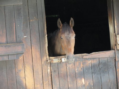 Horses-River-Exe-4