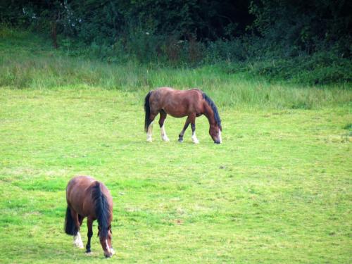 Horses-by-the-River-Tone-above-Washbattle-2