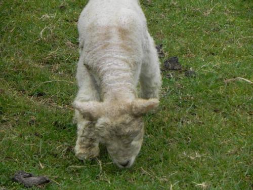 Lambs-by-Hawkcombe-Water-3