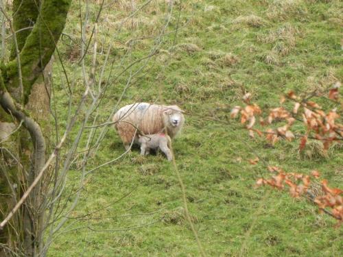 Lambs-by-the-River-Avill-Ford-Farm-2