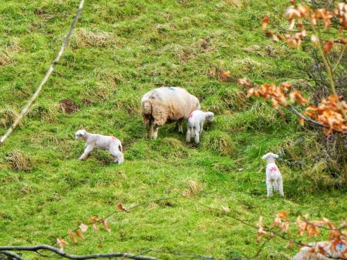 Lambs-by-the-River-Avill-Ford-Farm-4