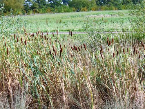 Long-Run-Meadow-13