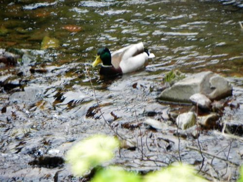 Mallard-on-Hawkcombe-Water-5