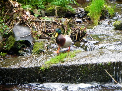 Mallard-on-Hawkcombe-Water-6