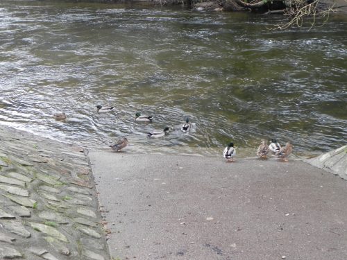 Mallards-Dulverton-Bridge-2